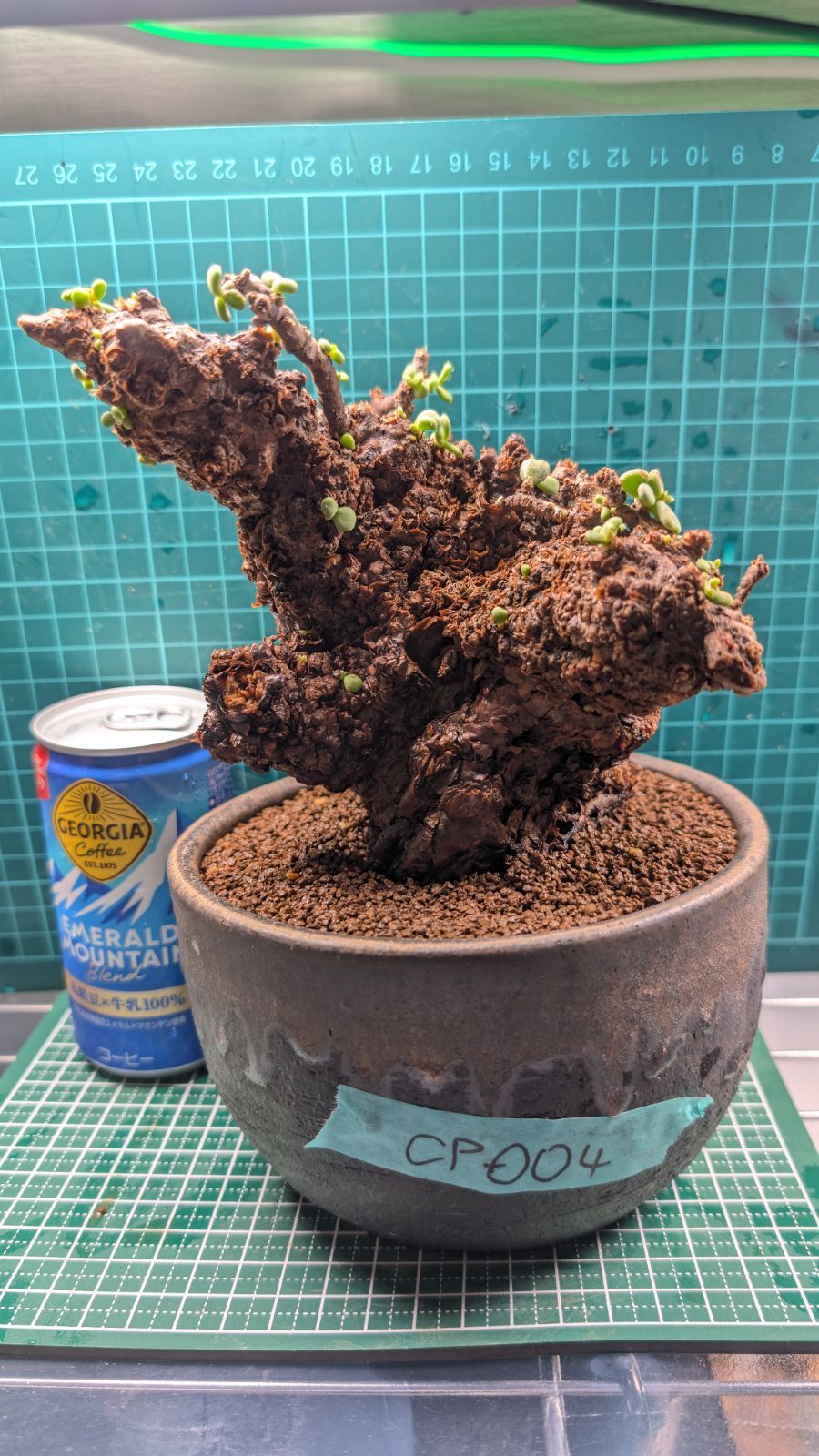 ぬぬぬさん専用】【鬼コレクション株】【両A面】ケラリア ピグマエア