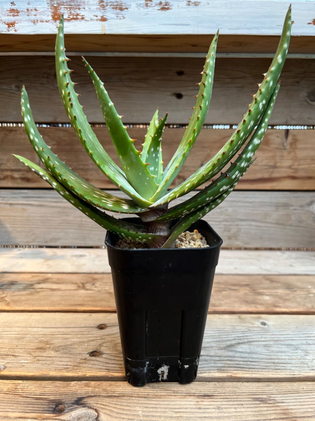 アロエ ミクロスティグマ - メルカリ