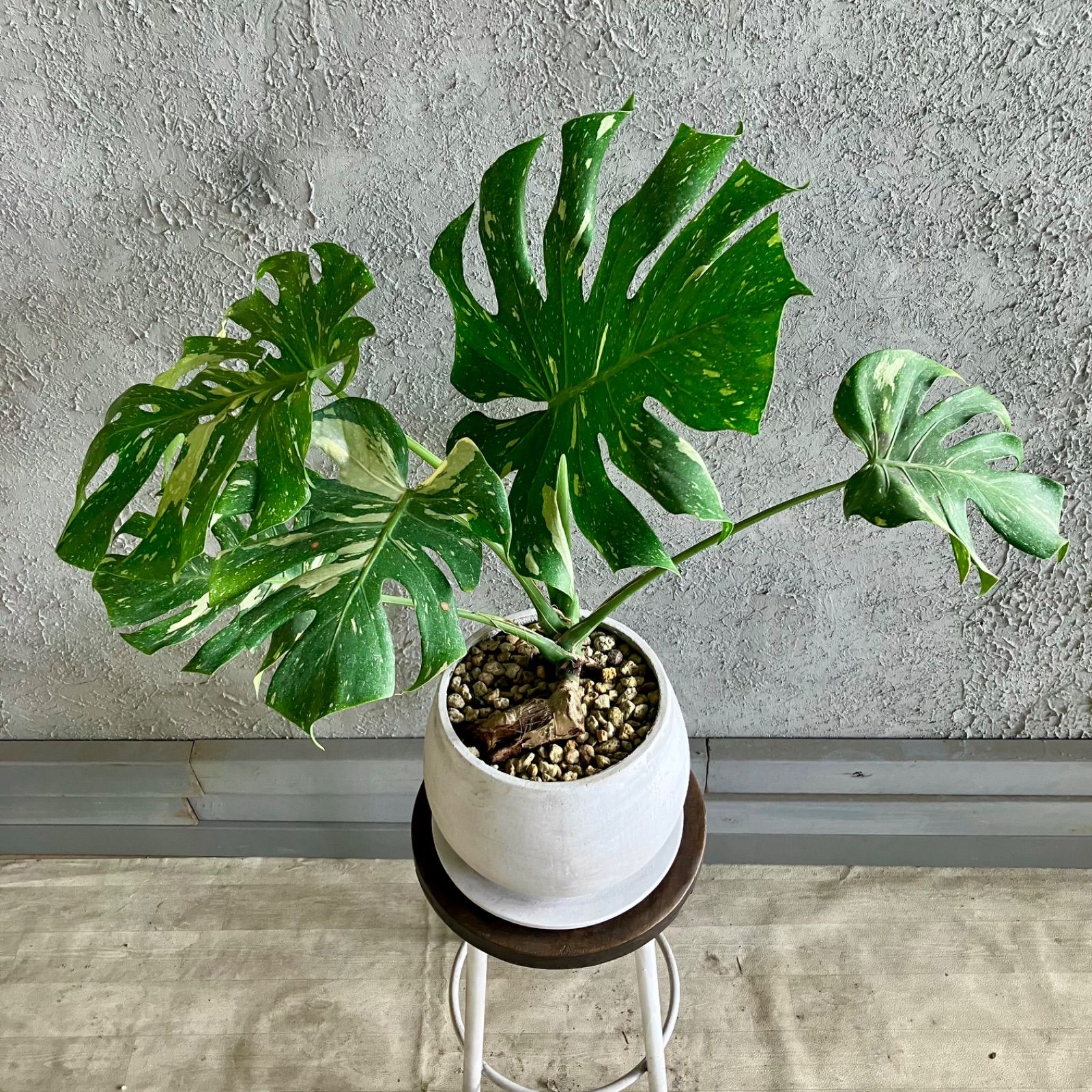 厳選された植物と鉢】斑入り 希少品種 モンステラ イエローモンスター