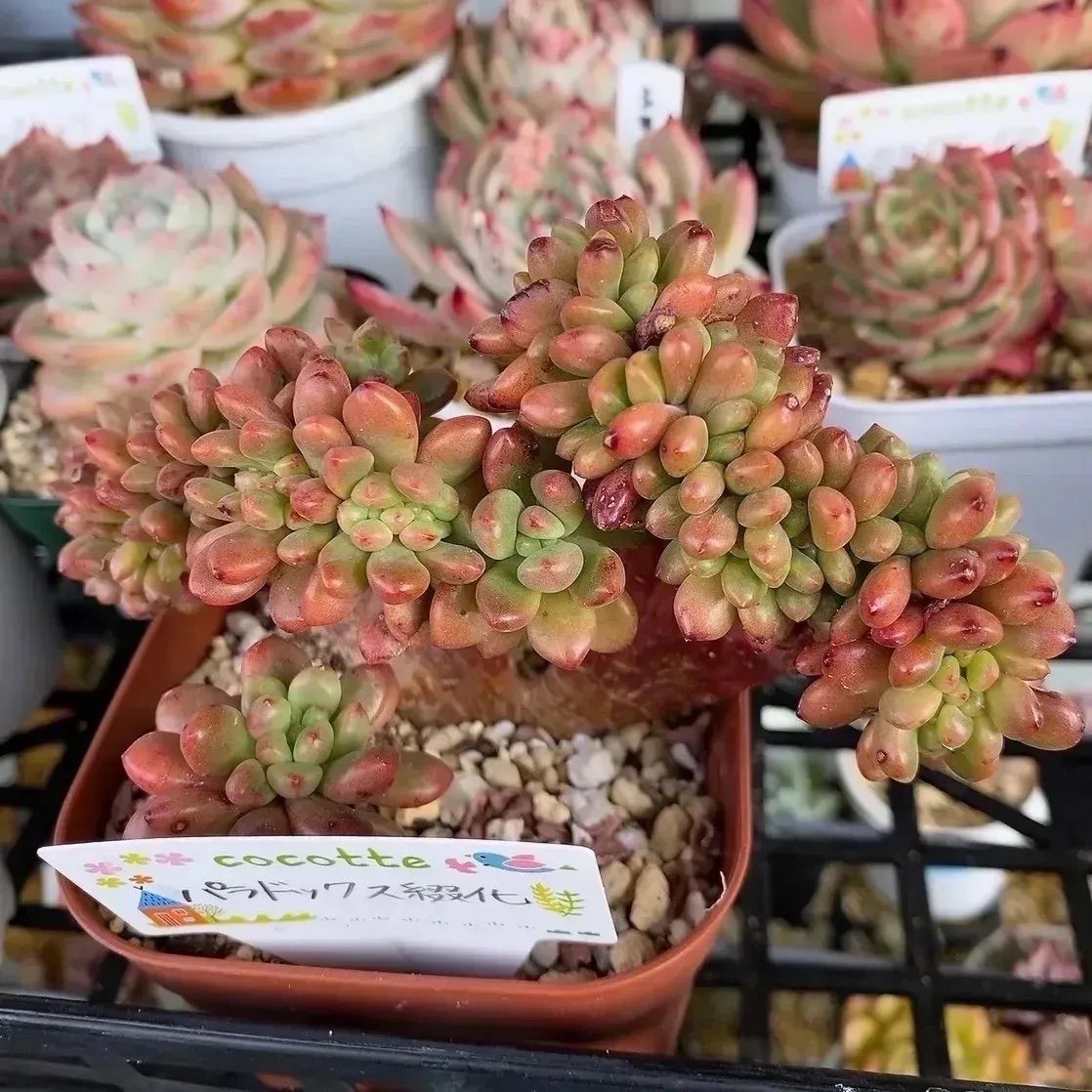 パラドックス綴化 多肉植物 韓国苗 パラドクサ 大❣ - メルカリ 