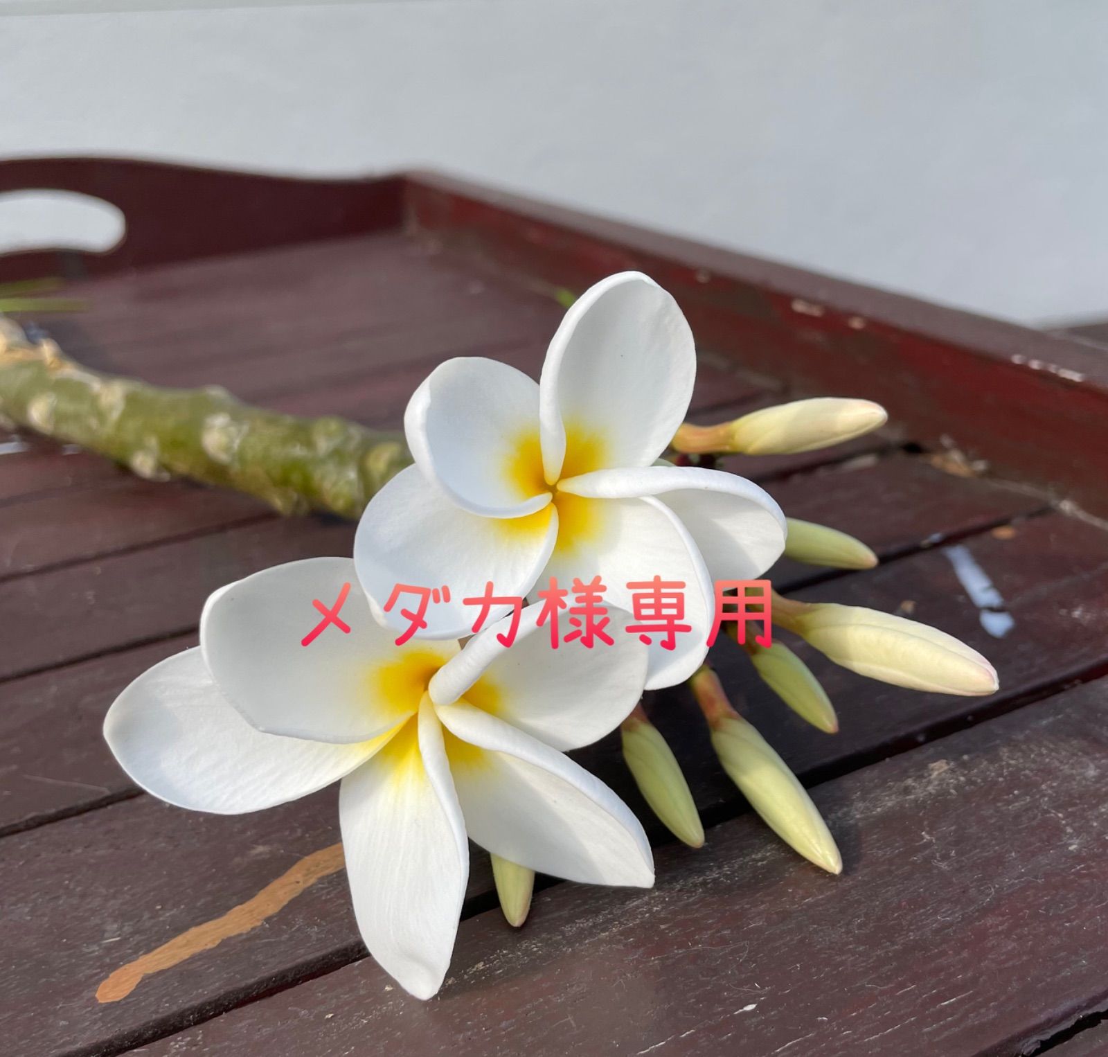 plumeriaさまご専用 プルメリア様確認用 プルメリア様専用 ご確認