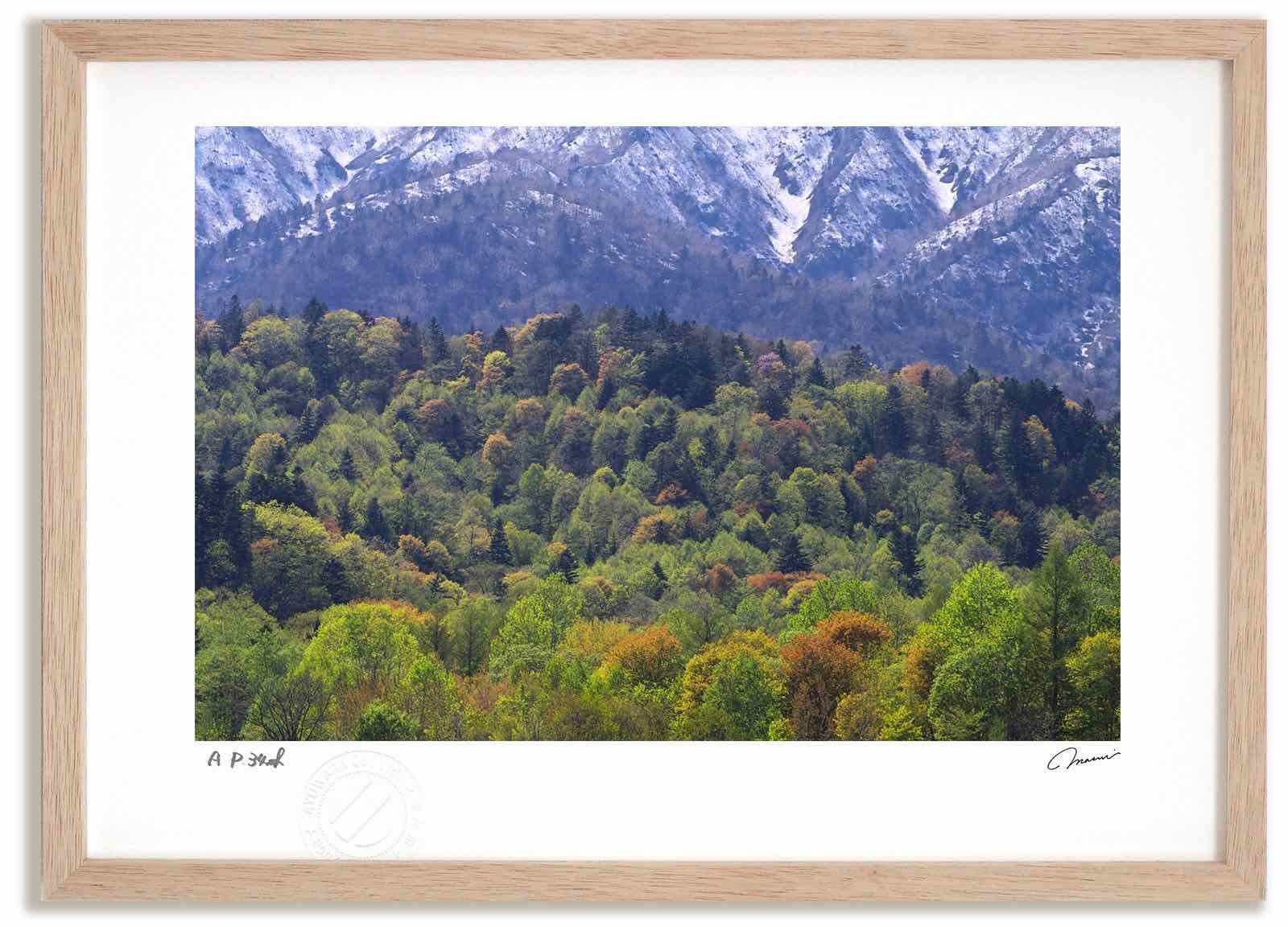 アートフォト 絵画 春紅葉と残雪 高橋真澄/インテリア 額入り 額装込 風景画 油絵 ポスター アート アートパネル リビング 玄関 プレゼント モダン アートフレーム 飾る Mサイズ おしゃれ 壁