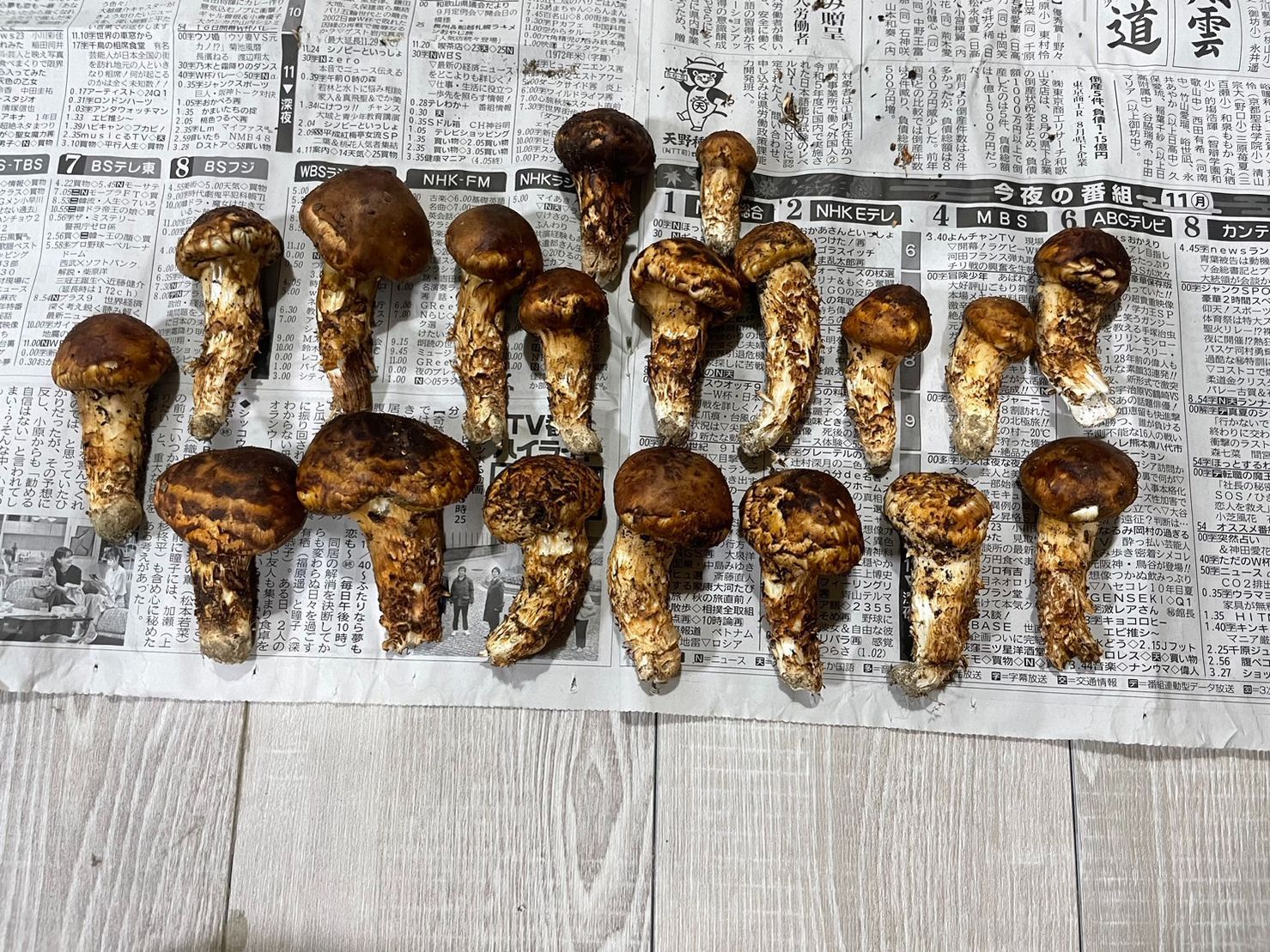 国産 信州産 長野県産 訳あり わけあり 松茸 マツタケ 約356g 5本10/20