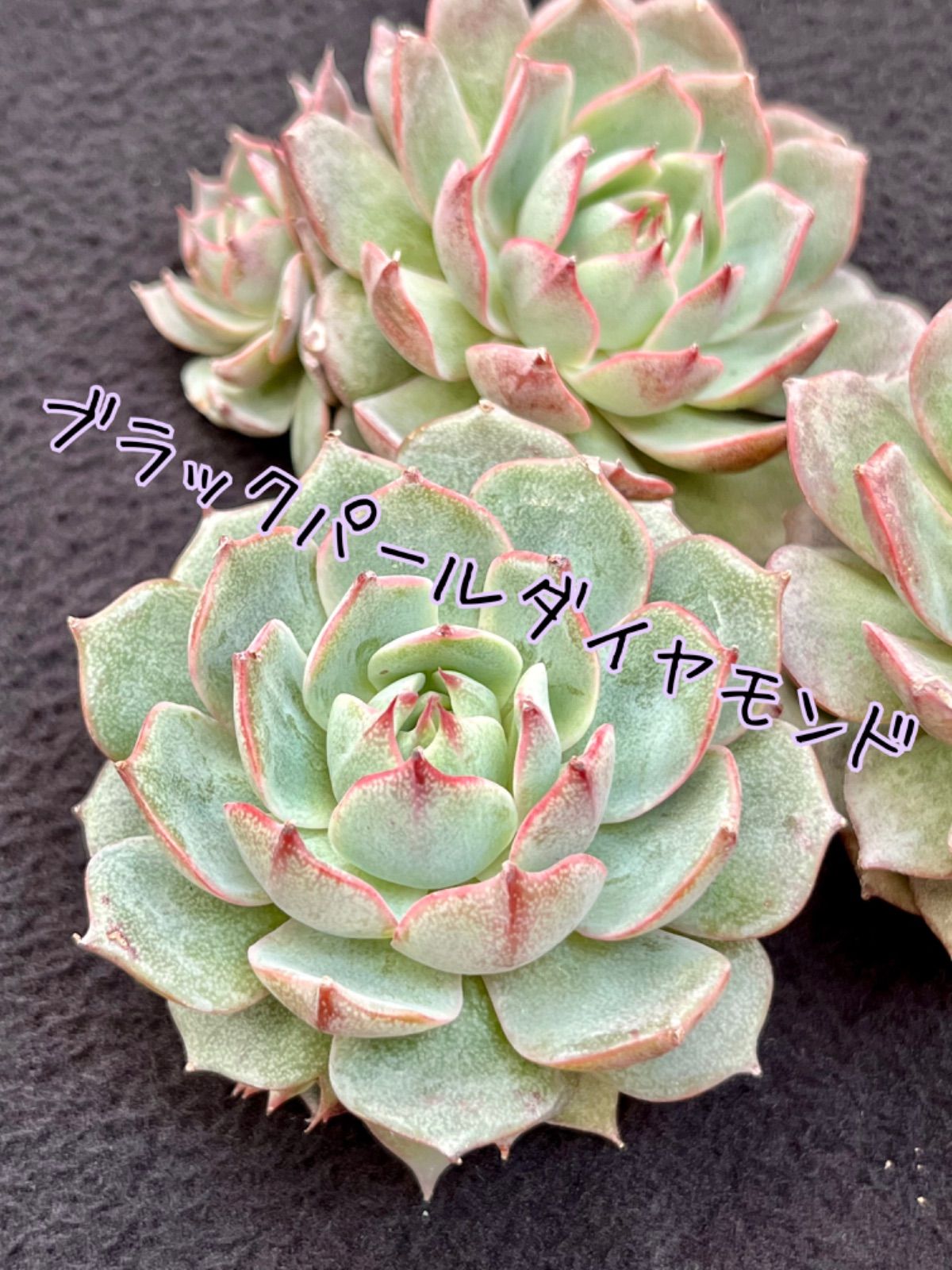 ☆多肉植物 ブラックパールダイヤモンド エケベリア 韓国苗☆ - メルカリ