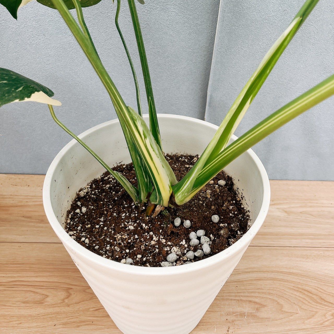 現品］【希少】1番 モンステラ 斑入り 7号 レア 観葉植物 室内 鉢