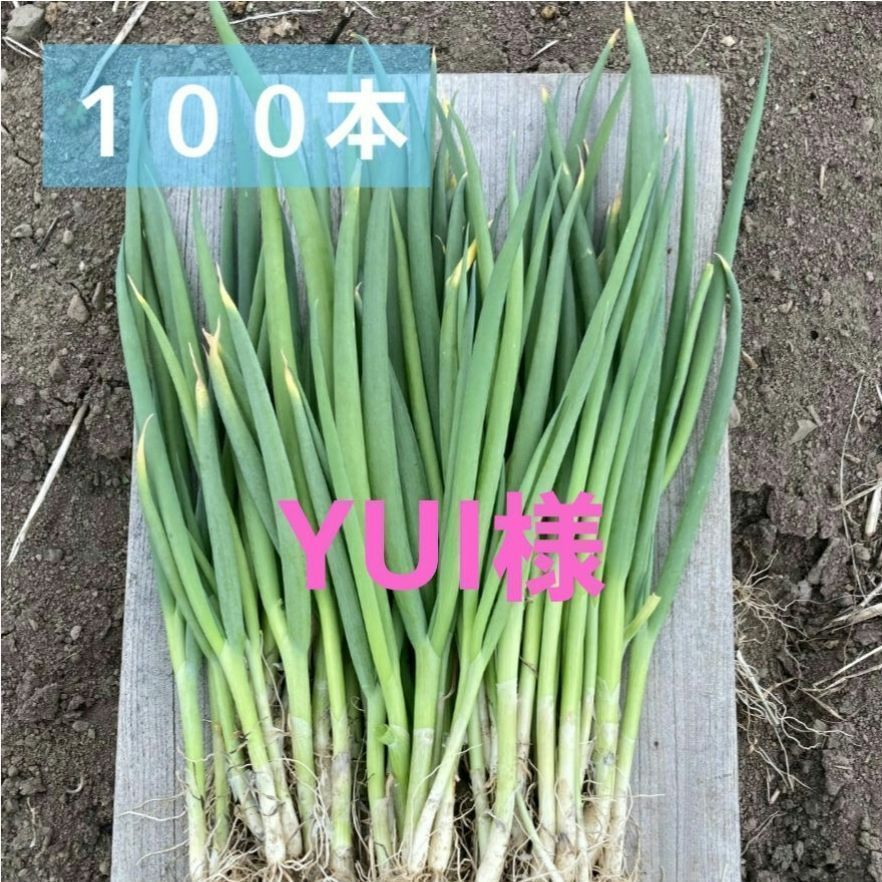 ネギ苗100本 - 野菜