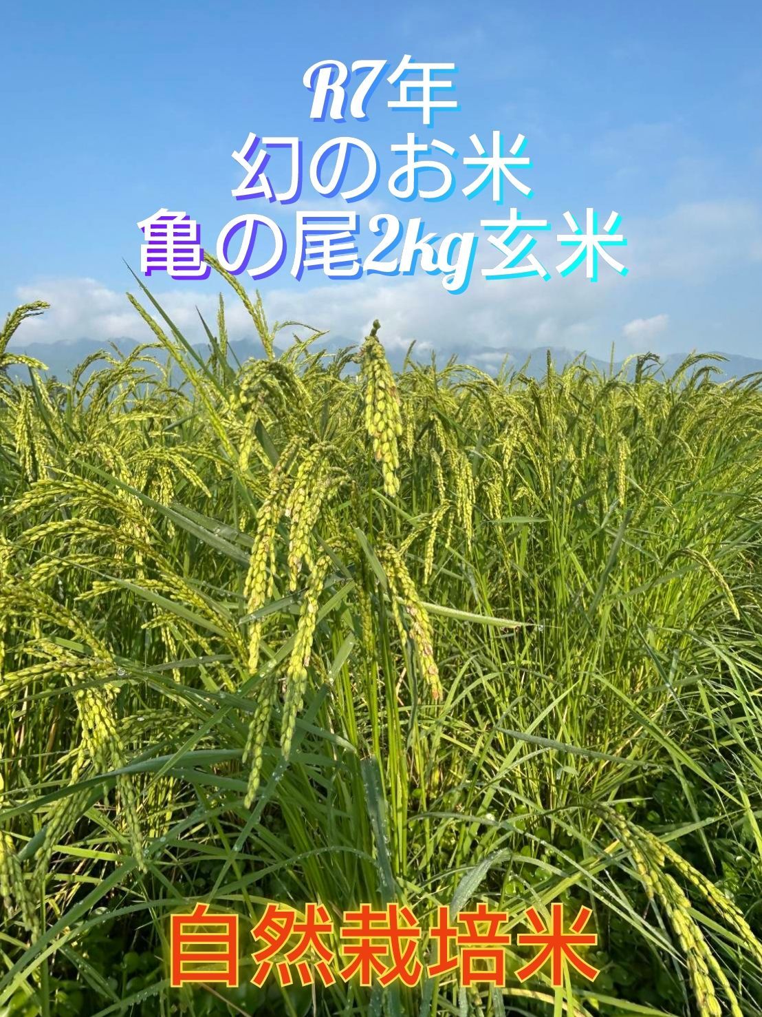 食品 R7年 自然栽培米 2品種食べ比べセット10kg（5kg×2）玄米