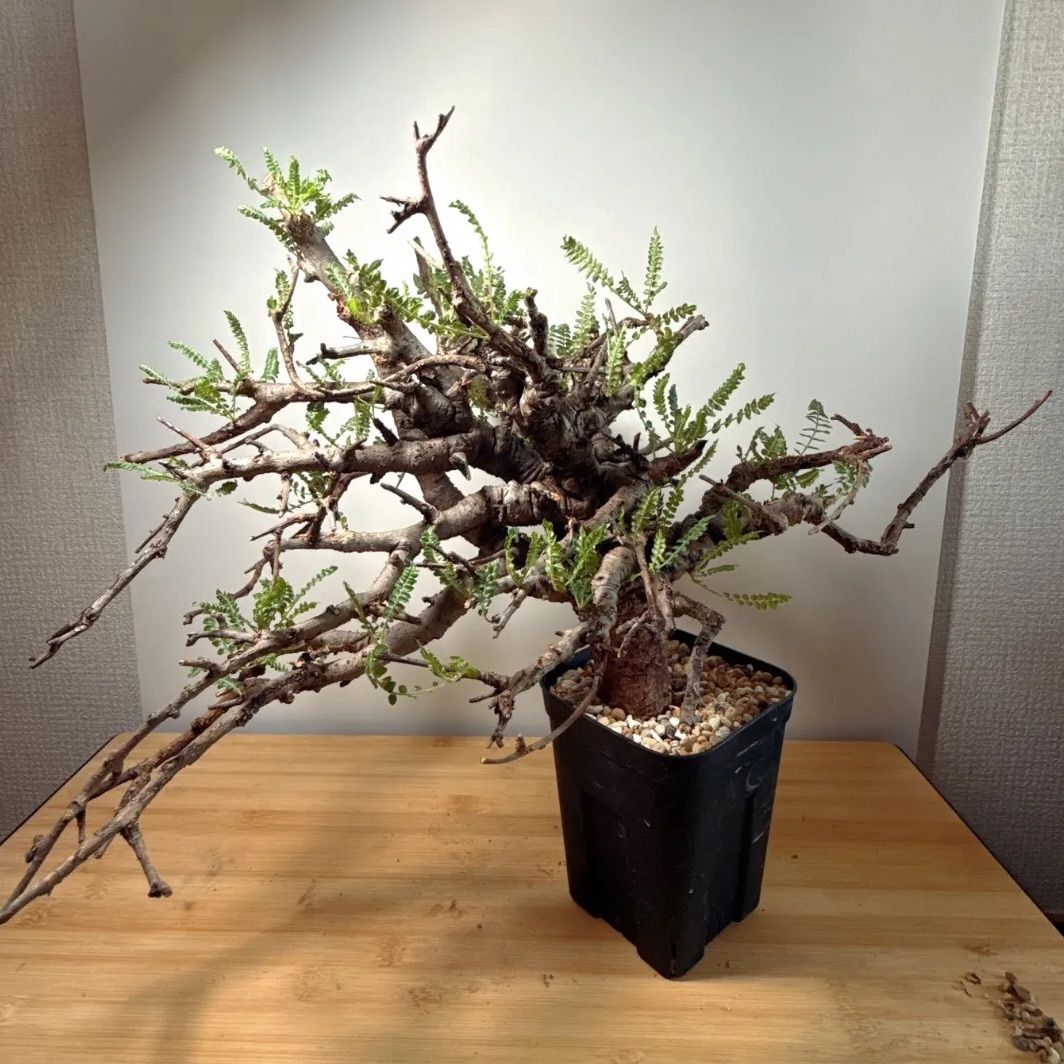 ボスウェリア・ネグレクタ ボスウェリア：ネグレクタ 7号鉢植え