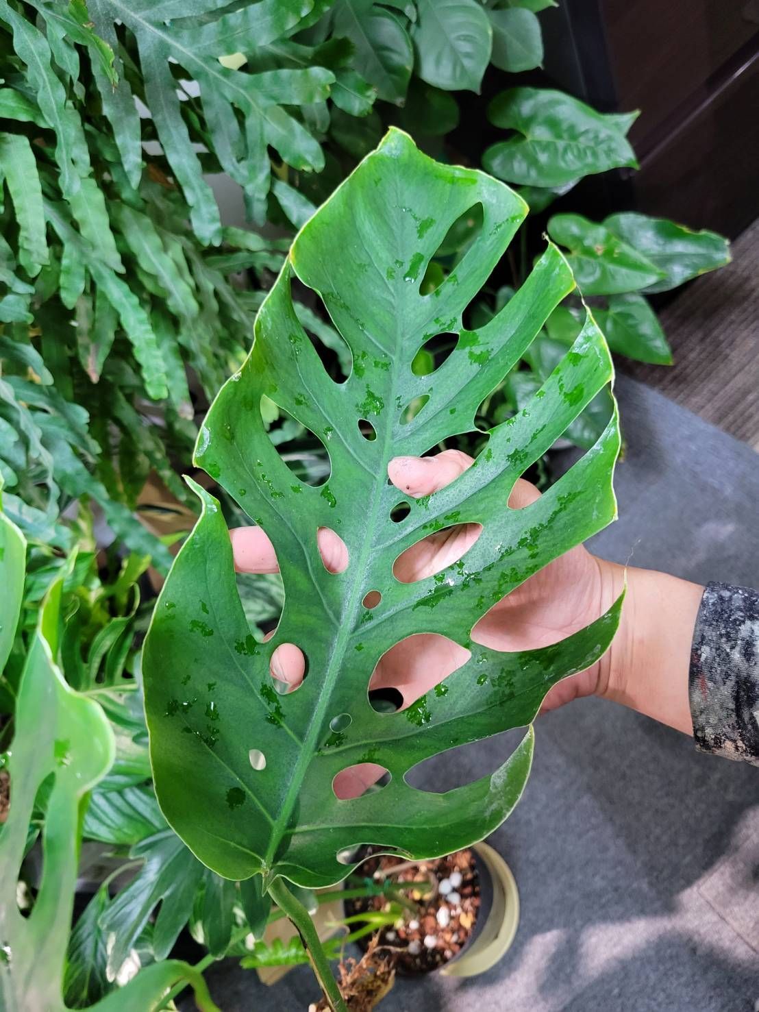 特大 モンステラ デュビア 希少 No.87 モンステラデュビア 大株 希少モンステラ