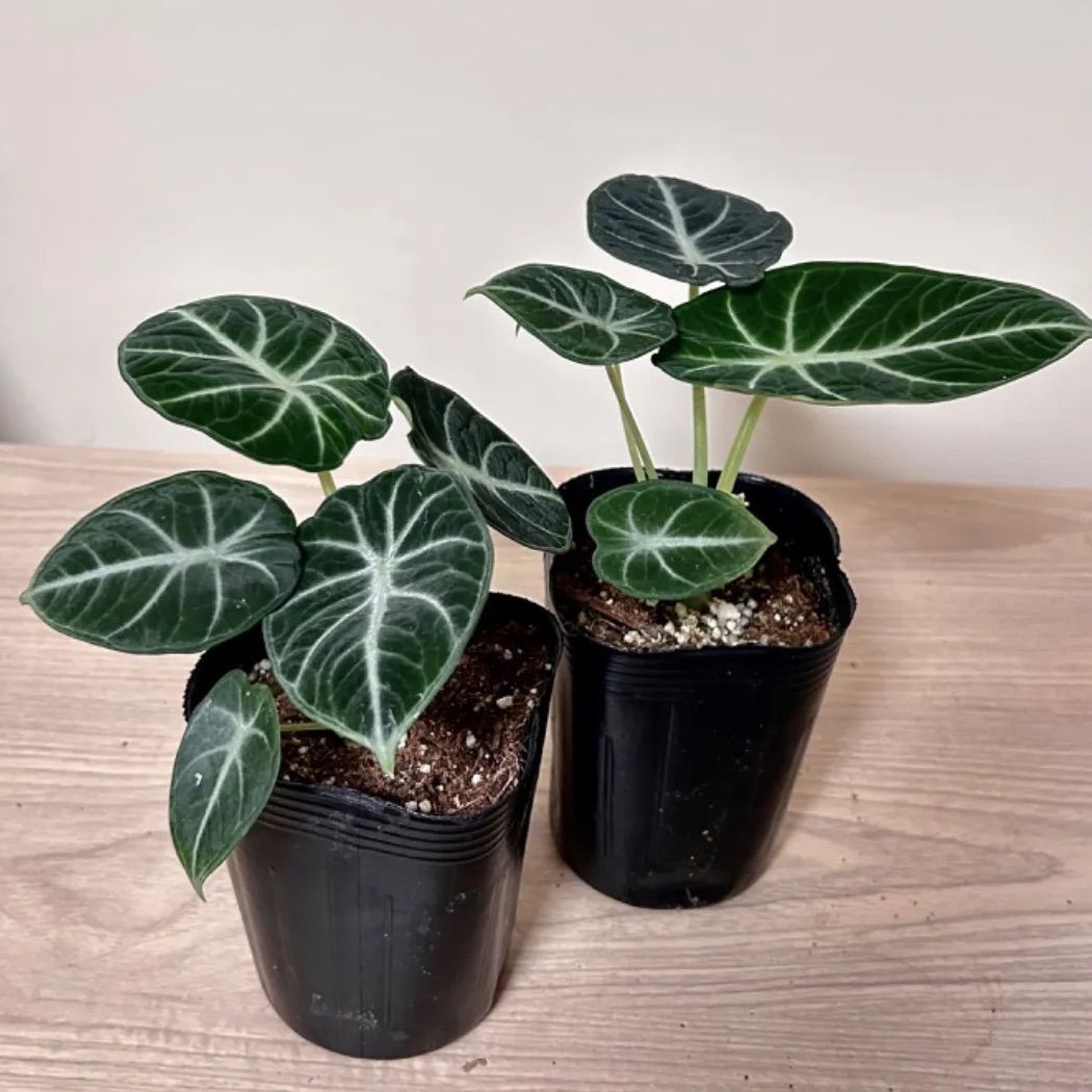 Alocasia reginula 'Ninja' アロカシア レギヌラ ニンジャ 3号 ロング