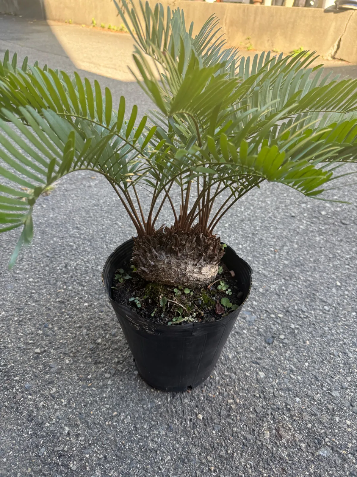 【年末セール】サイカス・レボルタ / ソテツ 多頭 大株 ガーデニング 年末セール】サイカス・レボルタ / ソテツ 多頭 大株 ガーデニング