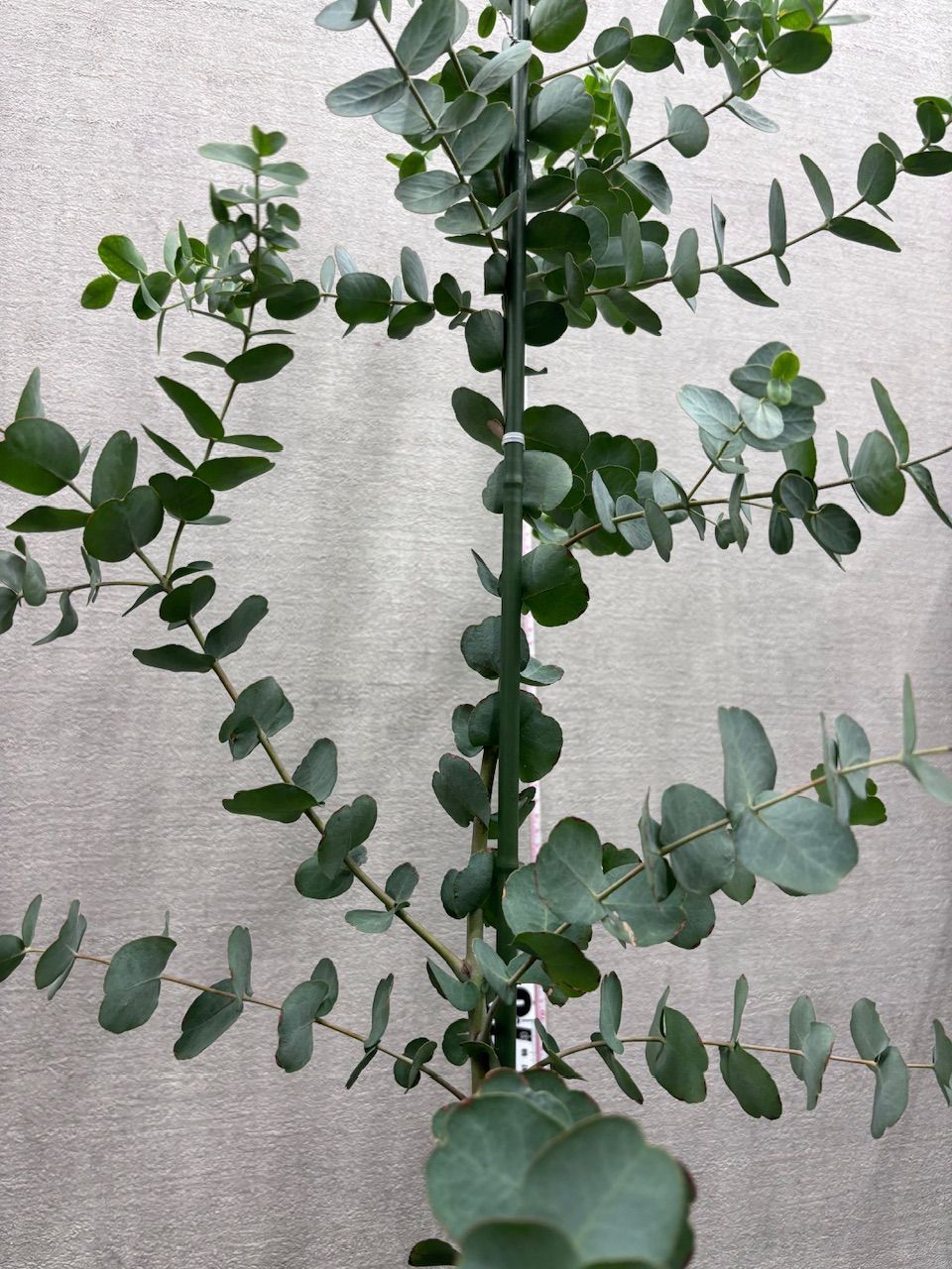 新規入荷【現品】ユーカリ (グニー) 8号 黒鉢 管理番号1022C