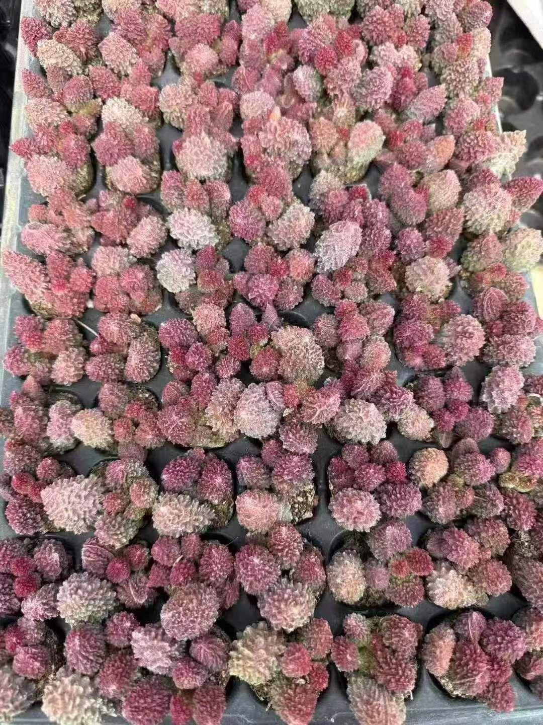 LL1010×105 クンシュシギョク 土付き 肉厚 多肉植物 アエオニウム エケベリア 韓国苗