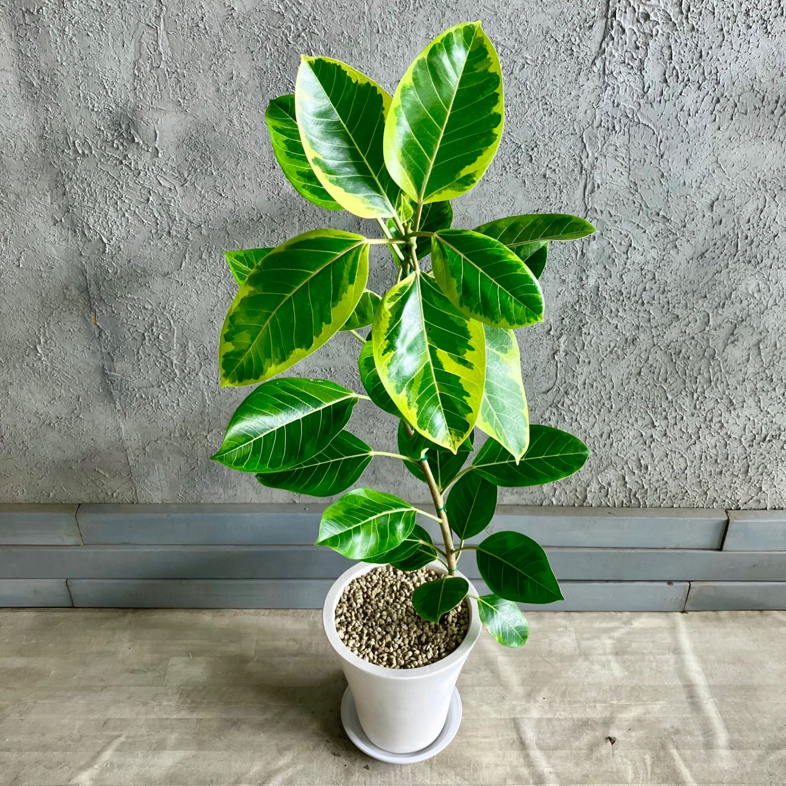 大型 美形 曲がり仕立て フィカス アルテシマ 9号 テラコッタ