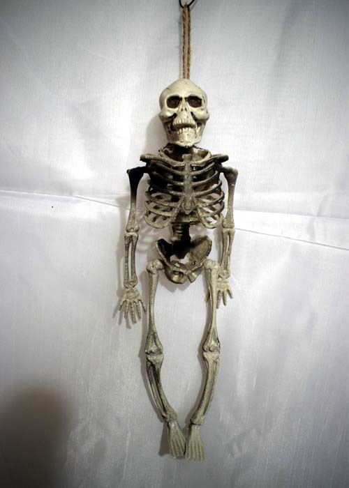 楽天市場】等身大 スケルトンの通販 ハロウィン ガイコツ 人体模型