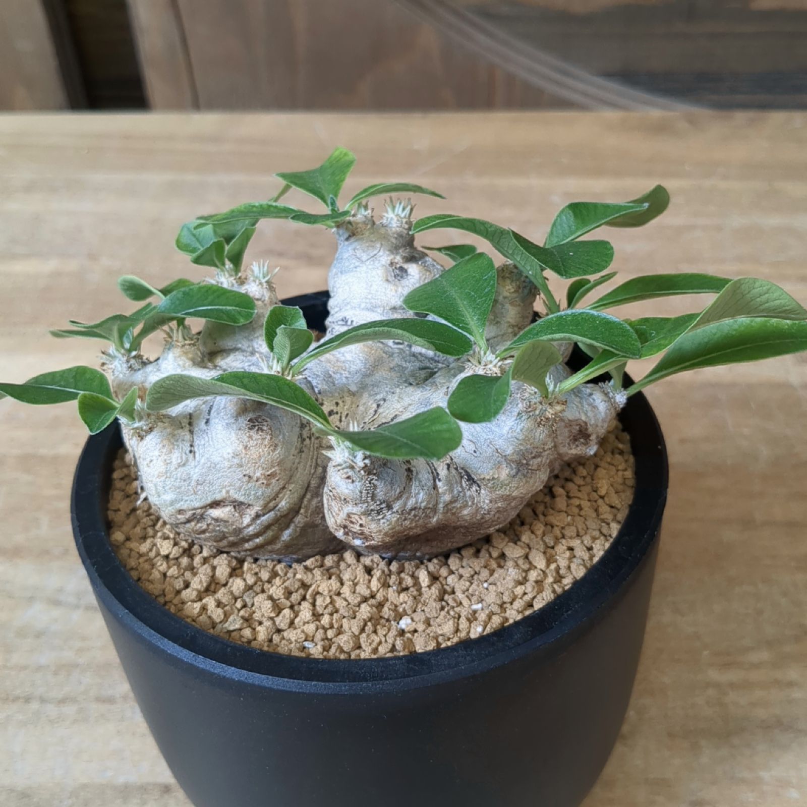 園芸ネット本店｜パキポディウム：Mana's farmの恵比寿笑い