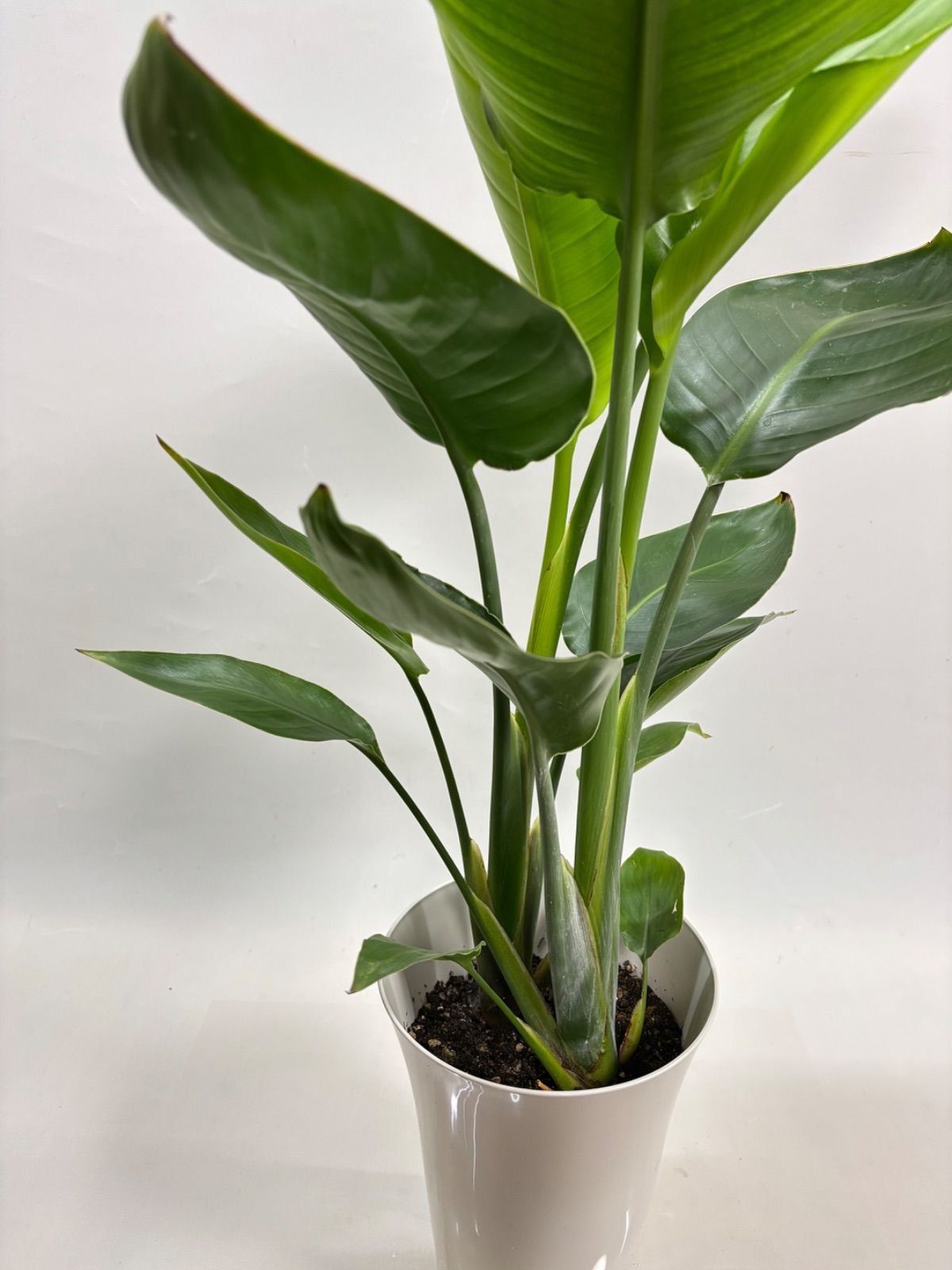 観葉植物 ストレチア ストレリチア オーガスタ 7号鉢 ✨️観葉植物