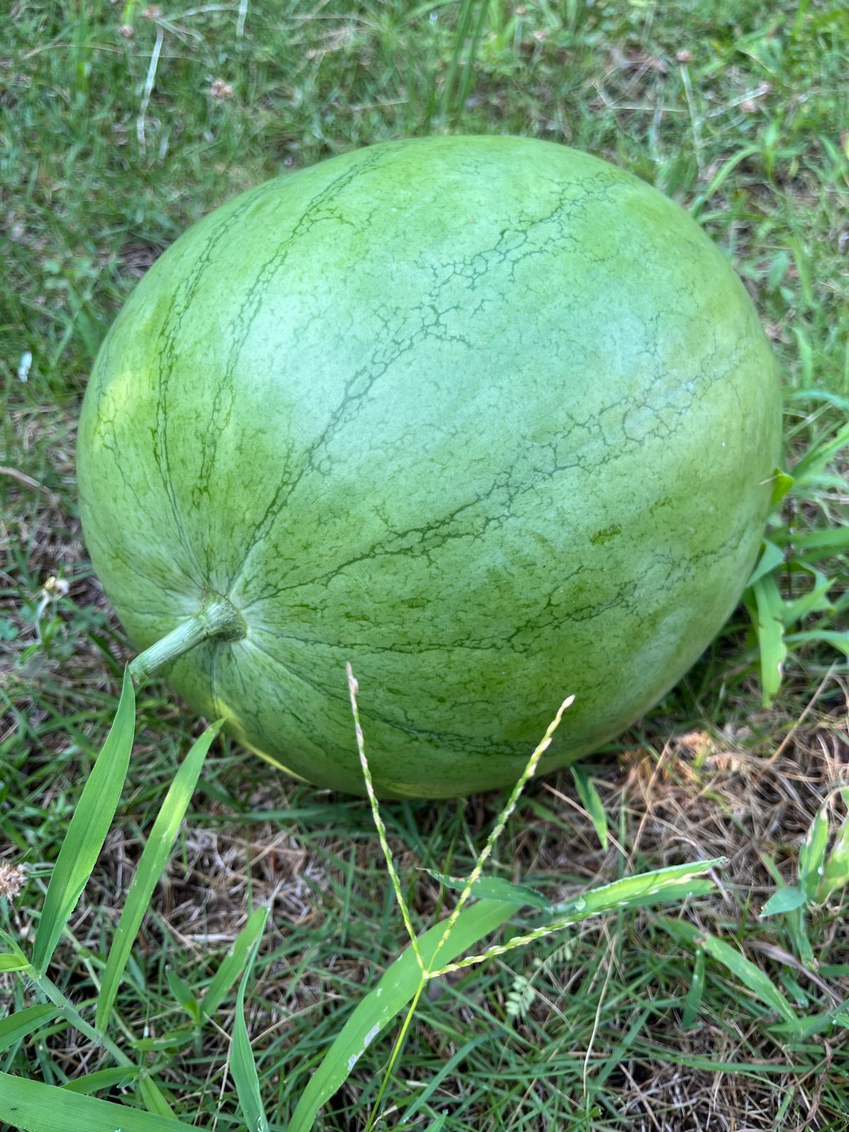 自然栽培野菜 スイカ (大玉・固定種) 畑での肥料・農薬・除草剤