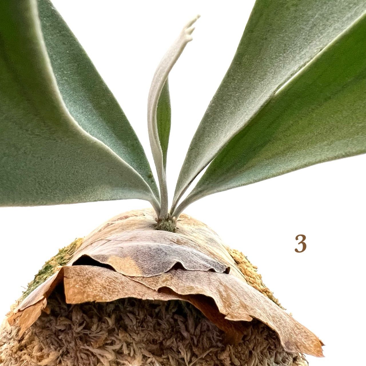 P. veitchii 'Silver frond' OC ベイチーシルバーフロンド 【3