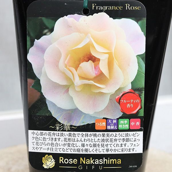 有名な高級ブランド ふんわりベージュ❤︎高級四季咲きバラ❤︎フレグランスローズ 落葉樹