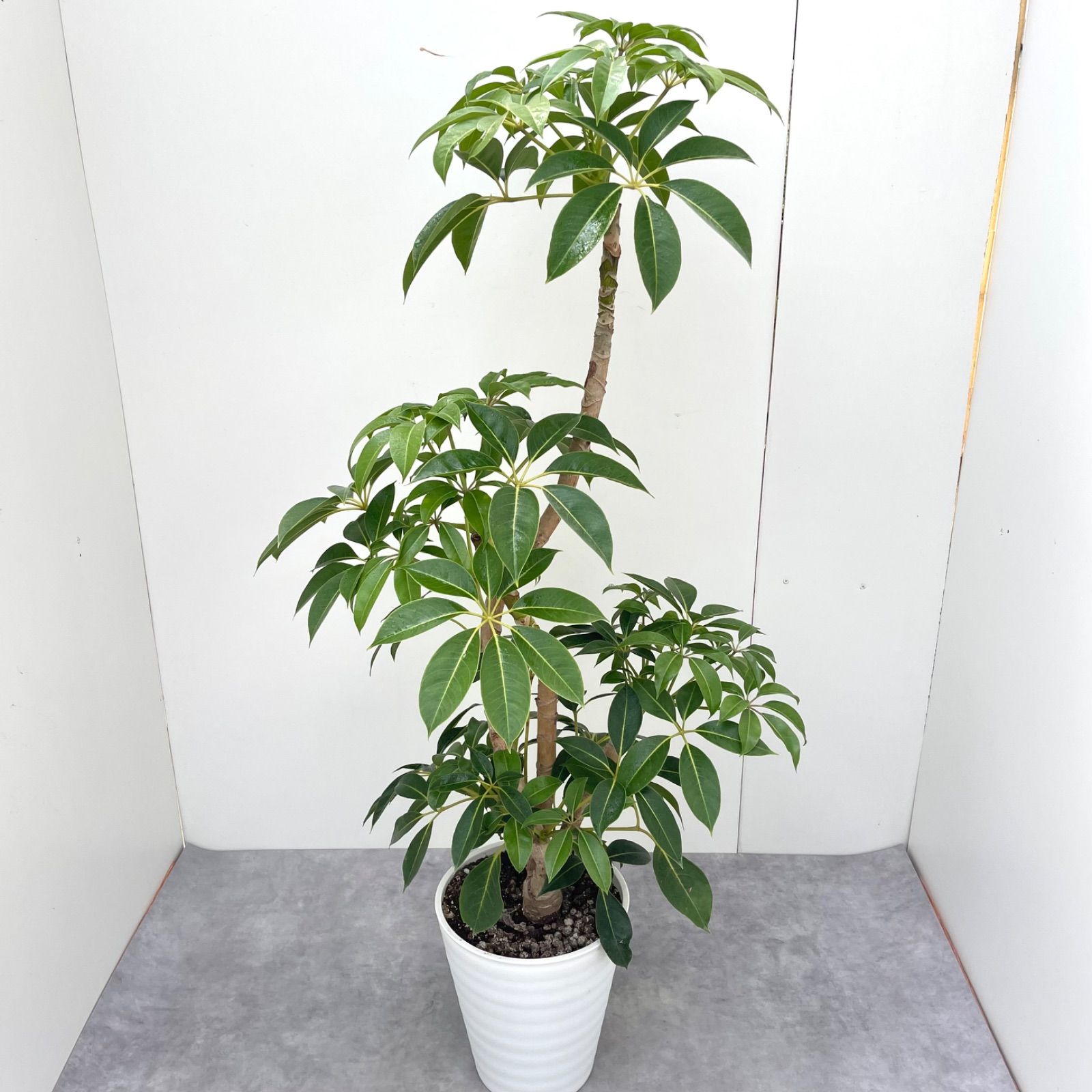 ツピタンサス シェフレラ ピュックレリ 1 現品 観葉植物 室内 大型