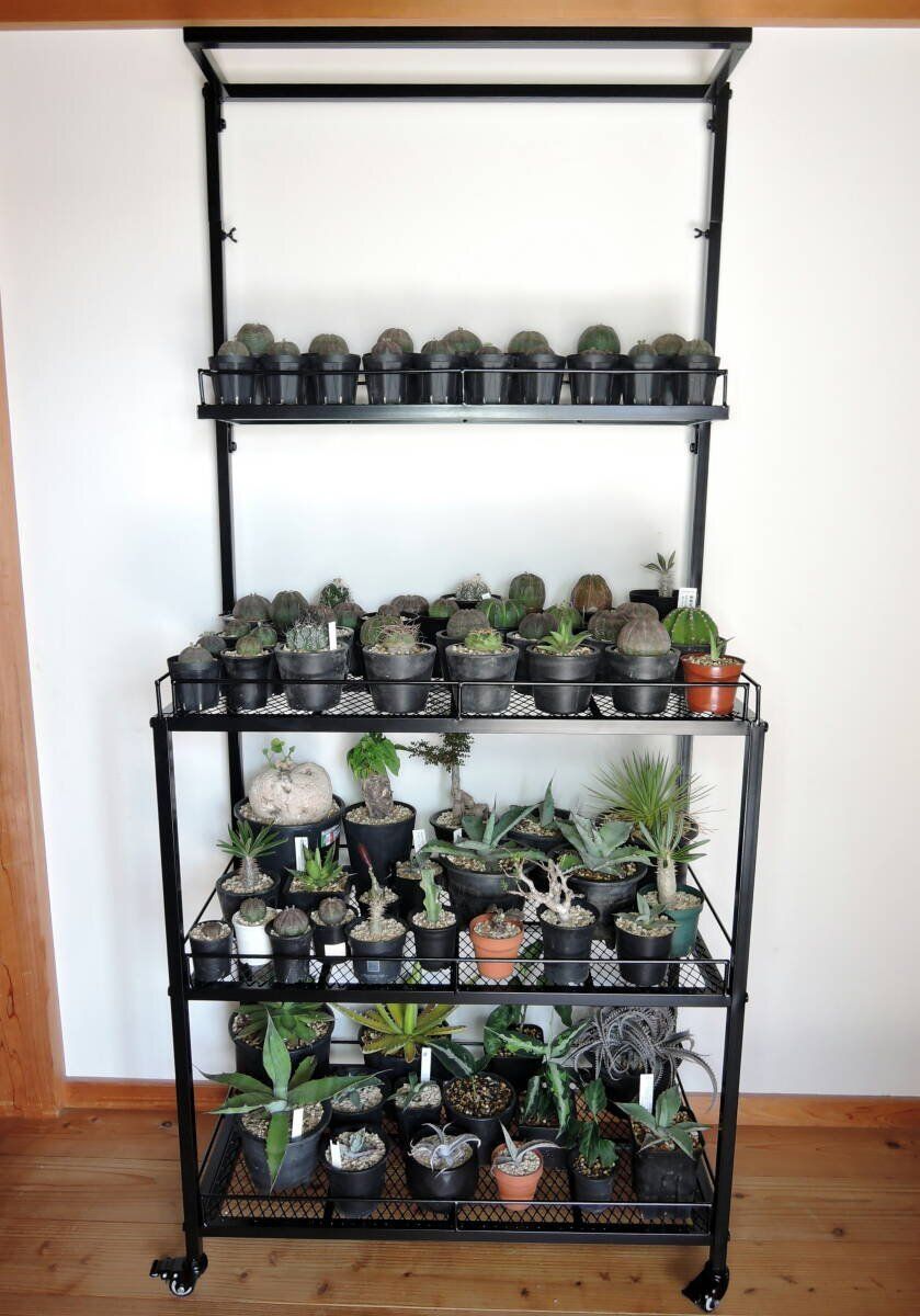 植物棚
