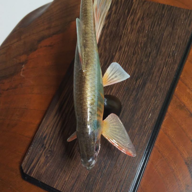 オイカワ雄の剥製 - メルカリ オイカワ雄の剥製 - メルカリ
