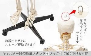 等身大 人体模型 170cm 神経根有り 全身骨格模型 骨格標本 1743 Amazon.co.jp: SUDOO 骨模型 全身 等身大 人体模型 170cm 骨格