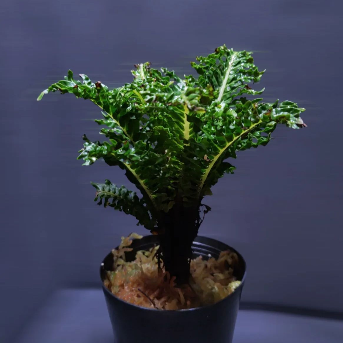 ブレクナム　ギッバムドワーフ ブレクナム ギッバム ドワーフ 「Blechnum gibbum Dwarf 」65E