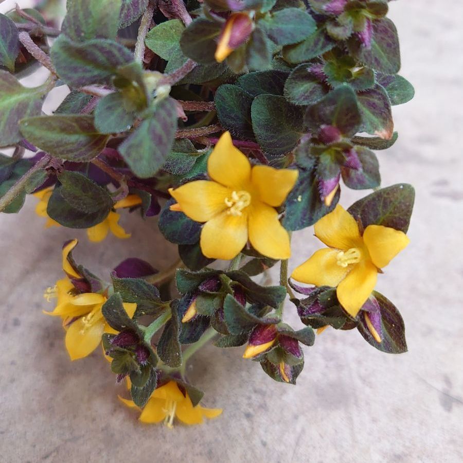 メルカリshops リシマキア ミッドナイトサン ポット苗