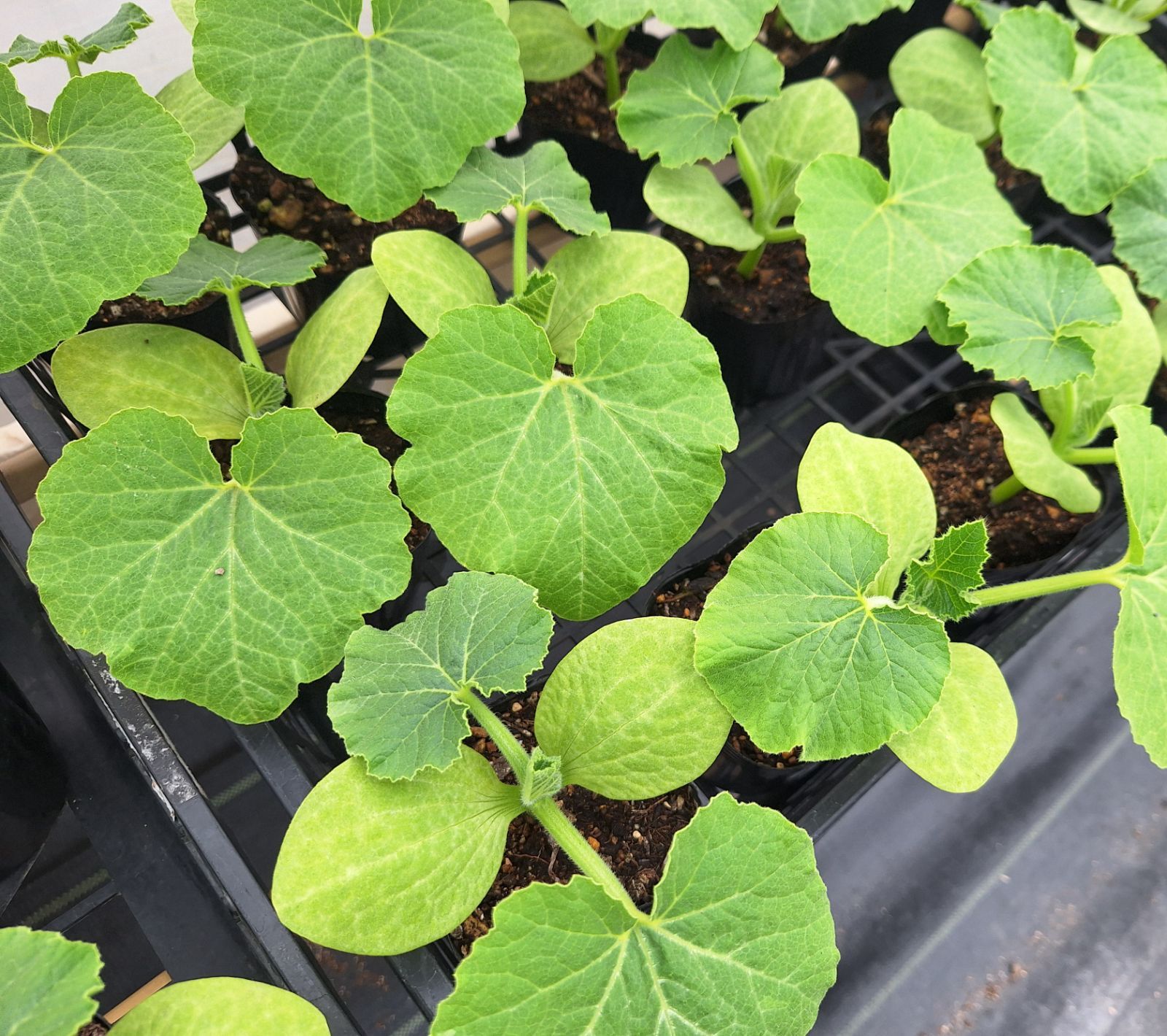 いわみさま Farm Ootomo かぼちゃ苗 ブラックのジョー ミニパプリカ苗