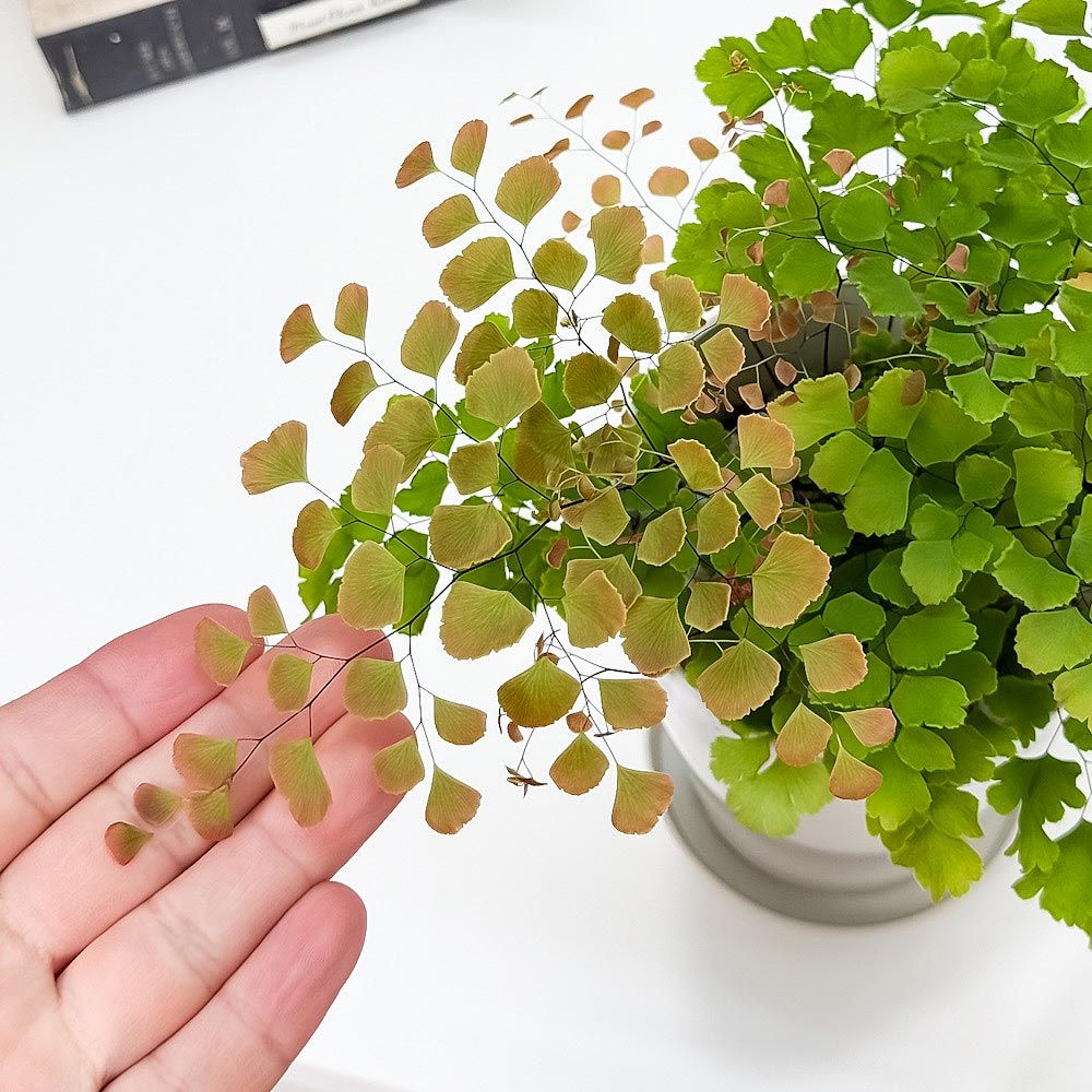 その他観葉植物 hapiAnthurium subsignatum その他観葉植物 hapiAnthurium subsignatum Asplenium quitense