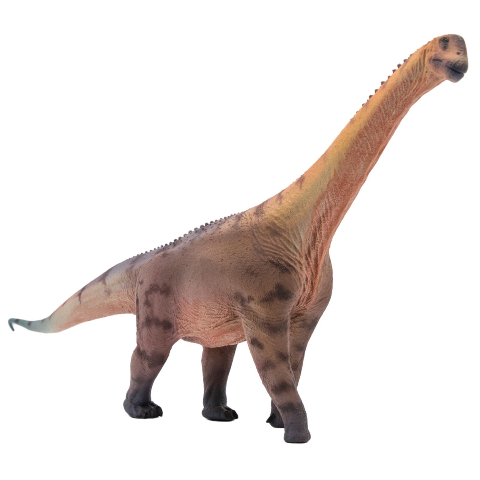 HAOLONGGOOD 1/35 サイズ カマラサウルス 45cm級 PVC CE認証 塗装済