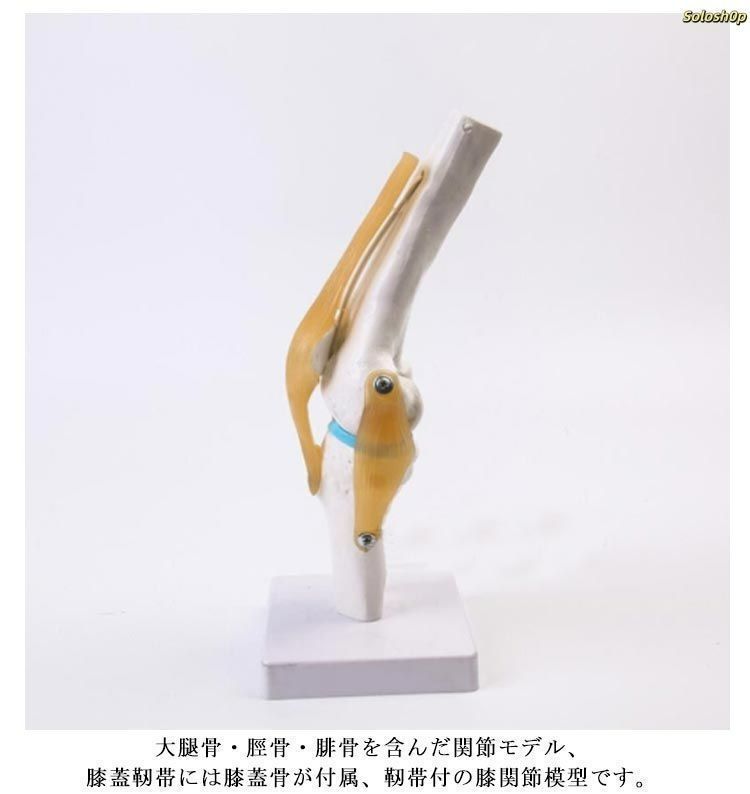 膝 模型 実物大 靭帯付き 関節模型 骨模型 人体模型② Amazon.co.jp: 膝関節模型 靭帯 人体 骨格模型 実物大 骨格標本