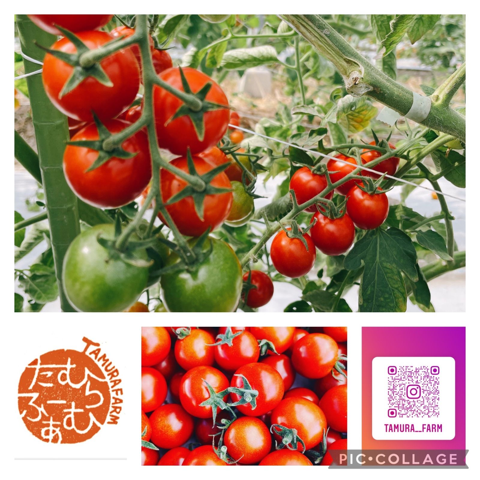 ミニトマト　１ｋｇ　熊本県産　農家直送-2