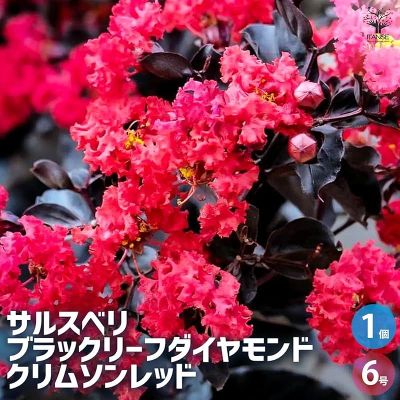 ♥ ＩＴＡＮＳＥ サルスベリ ブラックリーフダイヤモンド クリムソンレッド 6号 1個売り 品種で選べる花木苗 別名 百日紅 ヒャクジツコウ crepe myrtle クレープマートル エボニーアンドアイボリー●アメリカで生産された新しいタイ 1