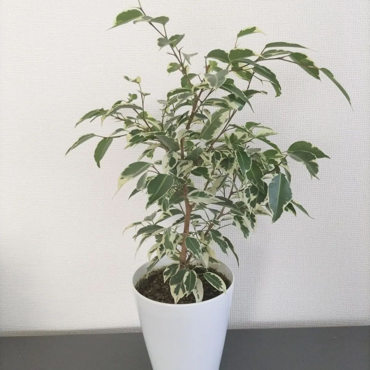 観葉植物 フィカス ベンジャミン ゴールデンプリンセス - メルカリ