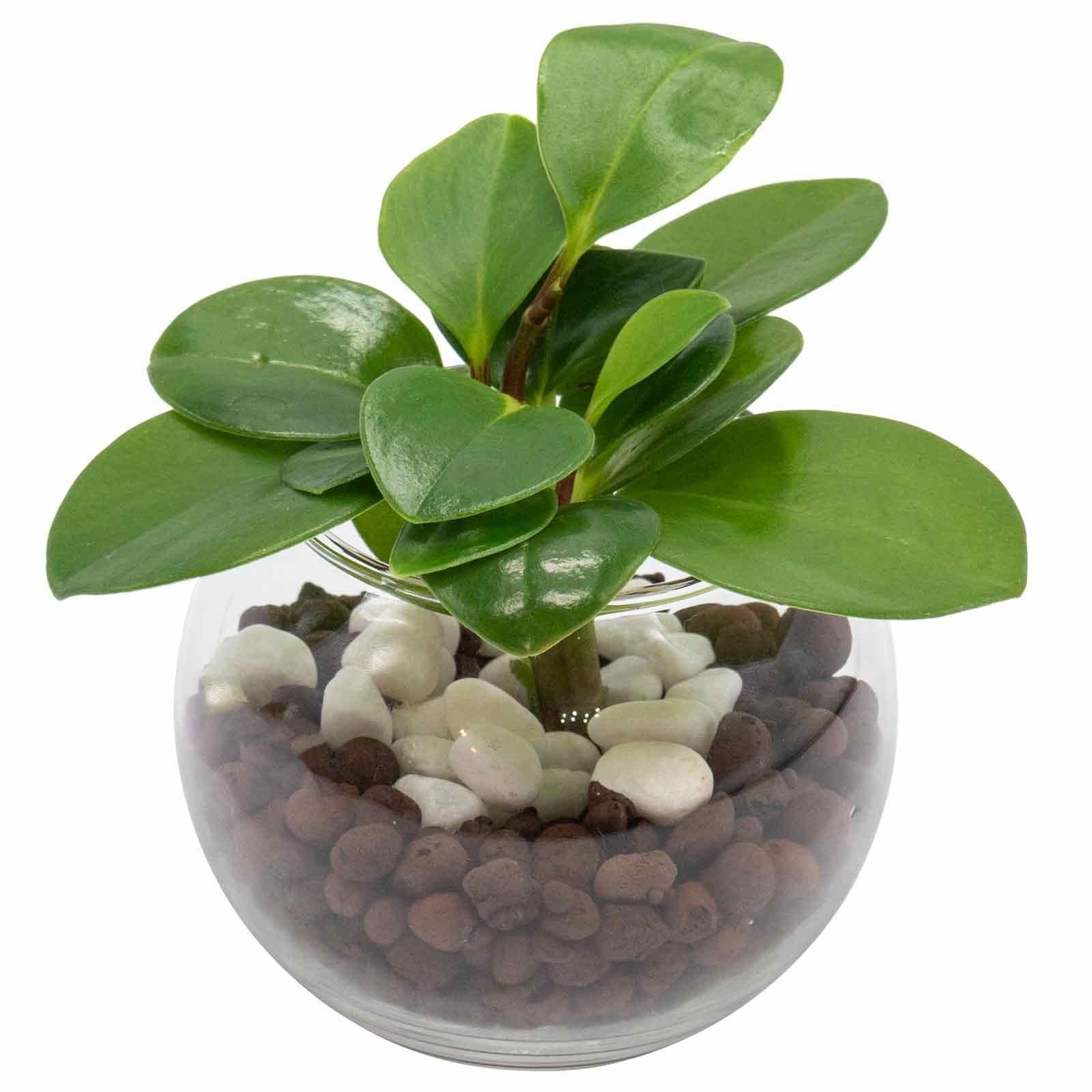 メルカリshops ペペロミア オブツシフォリア ハイドロカルチャー 室内観葉植物 虫が湧きにくい