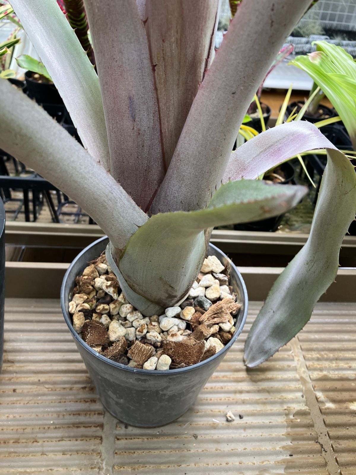 【希少】Aechmea エクメア ムルフォーディ マルバ 沖縄育ち Amazon.co.jp: 【希少】 Aechmea エクメア ムルフォーディ