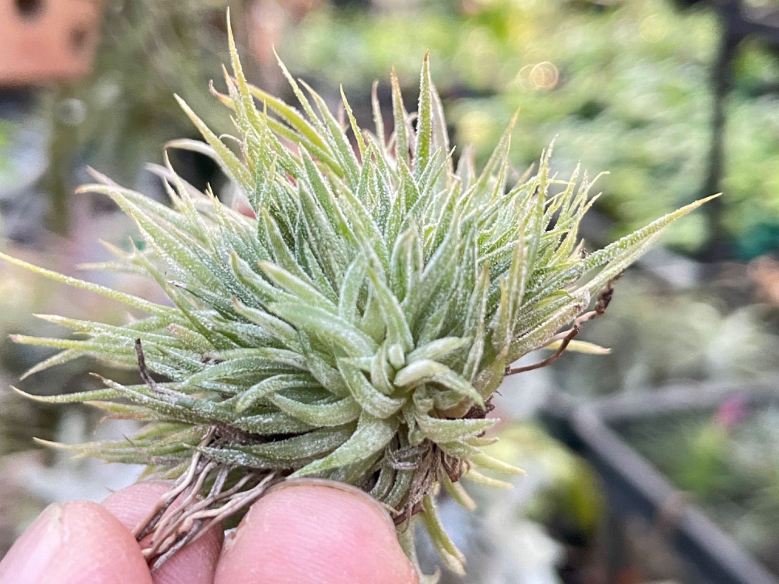 ティランジア イオナンタ モンストローズ ionantha Monstrose