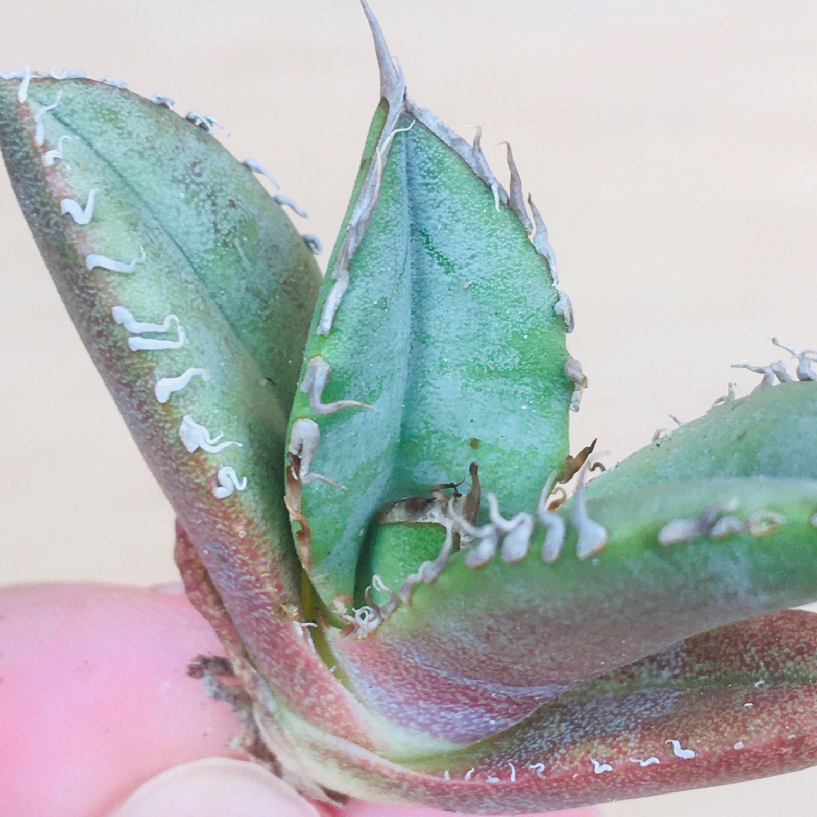 【高騰品種】A1 シーザー × レッドキャットウィーズル hyb アガベチタノタ 高騰品種】A1 シーザー × レッドキャットウィーズル hyb