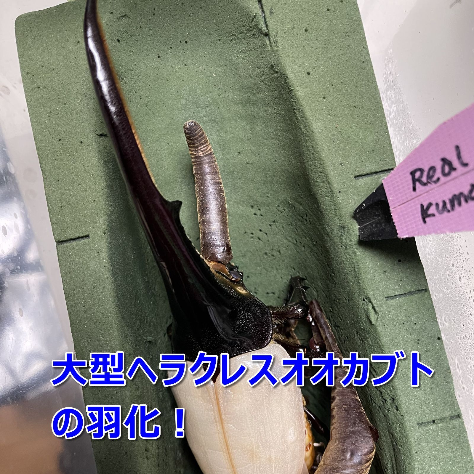 アンボン島産　特大　ギガスナナフシ　20cm アンボン島産特大ギガスナナフシ20cm