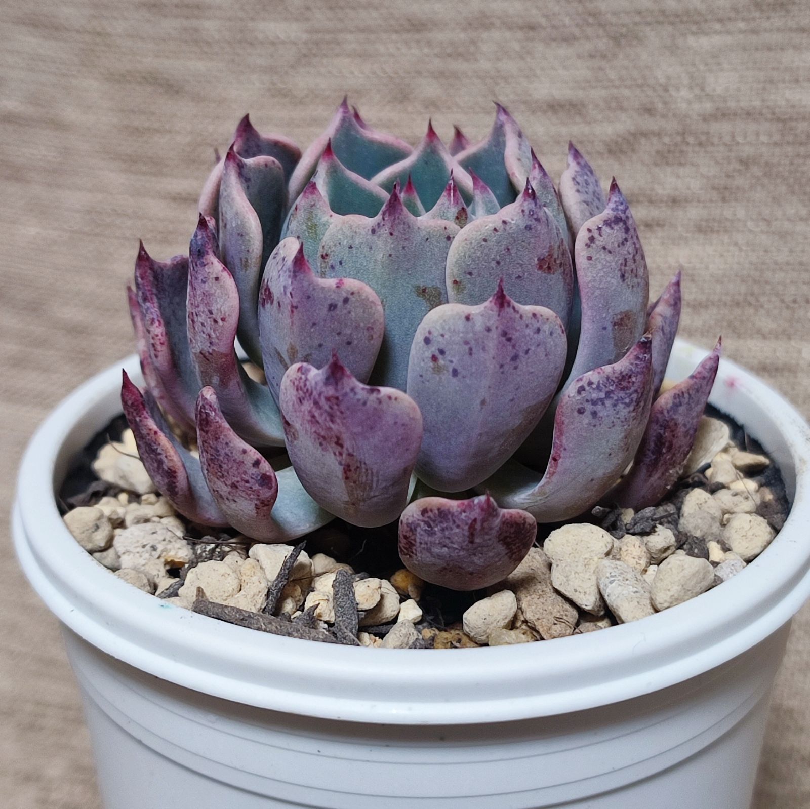 アガベ ユタエンシス エボリスピナ ベガス 種子 100粒 7月入荷 200粒+