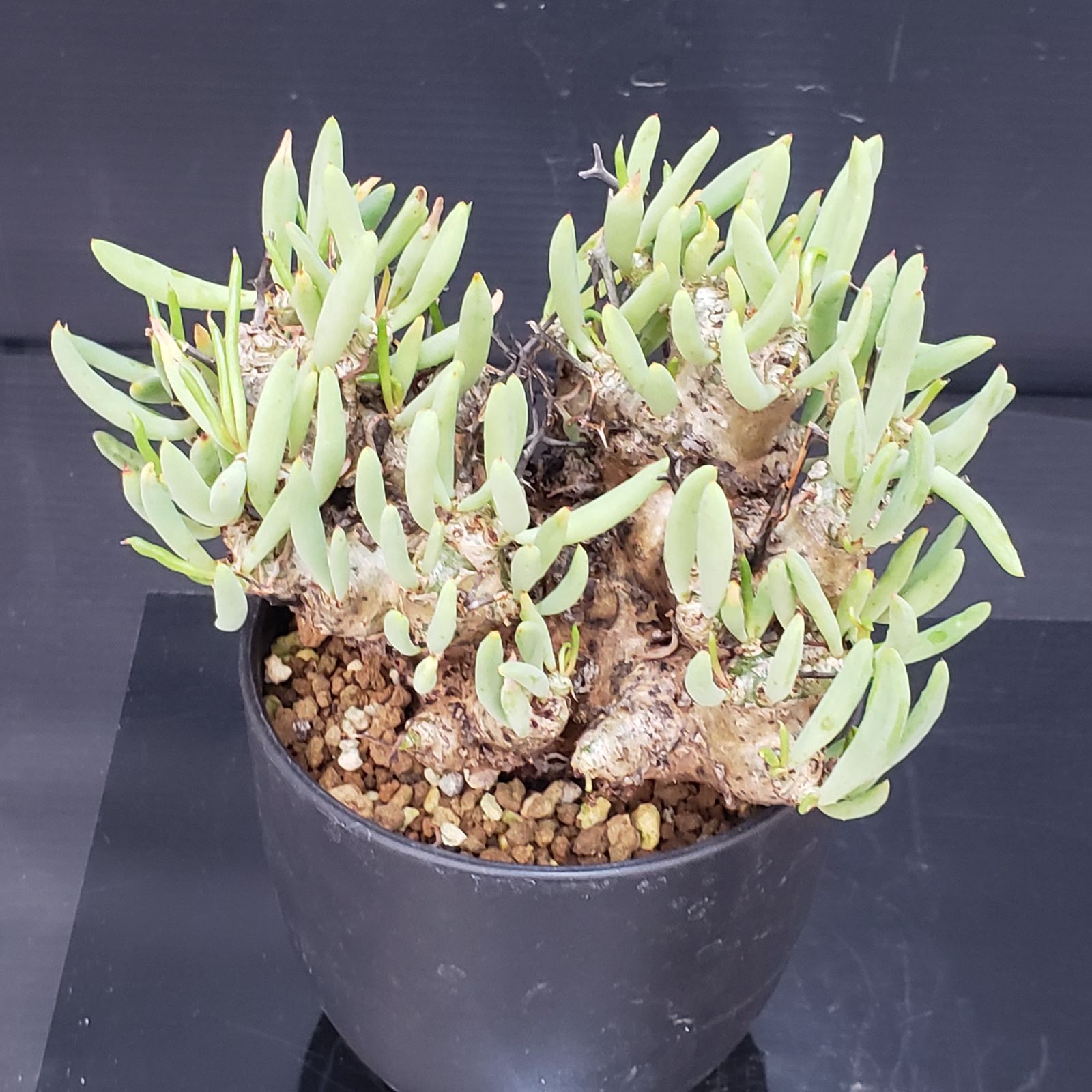 チレコドン　レティキュラータス　No.001　鉢、送料込　メルカリ便 V363【自社養生株】チレコドン レティキュラータス 万物想（現地