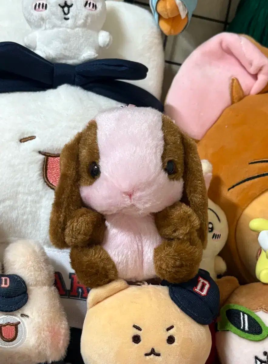 mist lovers　rainforest　plants 長谷　圭佑 MIST LOVERS -Rainforest Plants- 熱帯雨林植物 MIST LOVERS