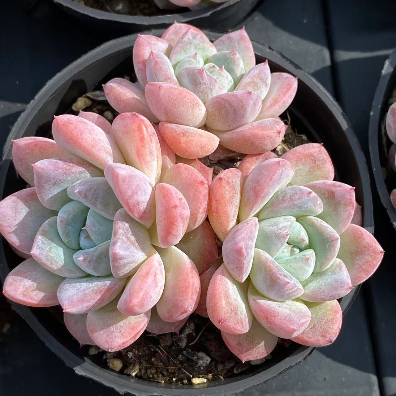 RC2012×40 アイスシュガーオレンジ3~4頭 抜き苗 多肉植物 アエオニウム エケベリア 韓国苗