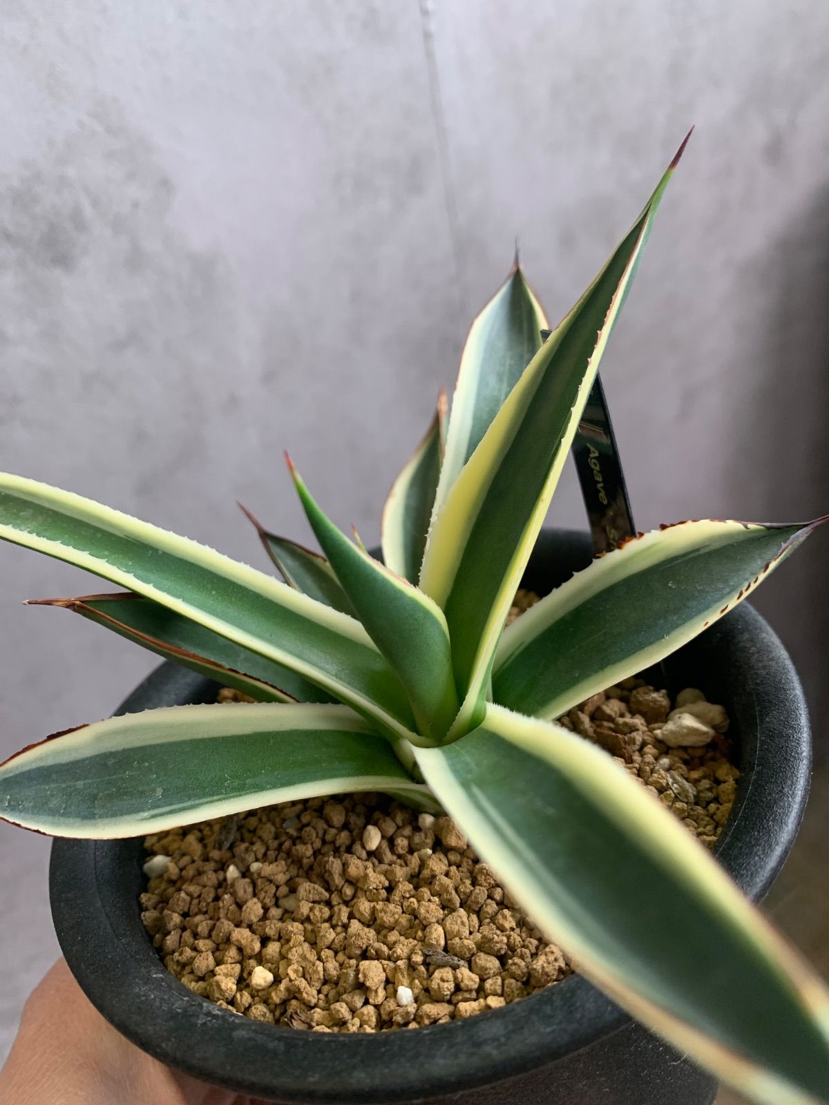 アガベ チタノタ シーザー (子株付き) lize産 Caesar 親株