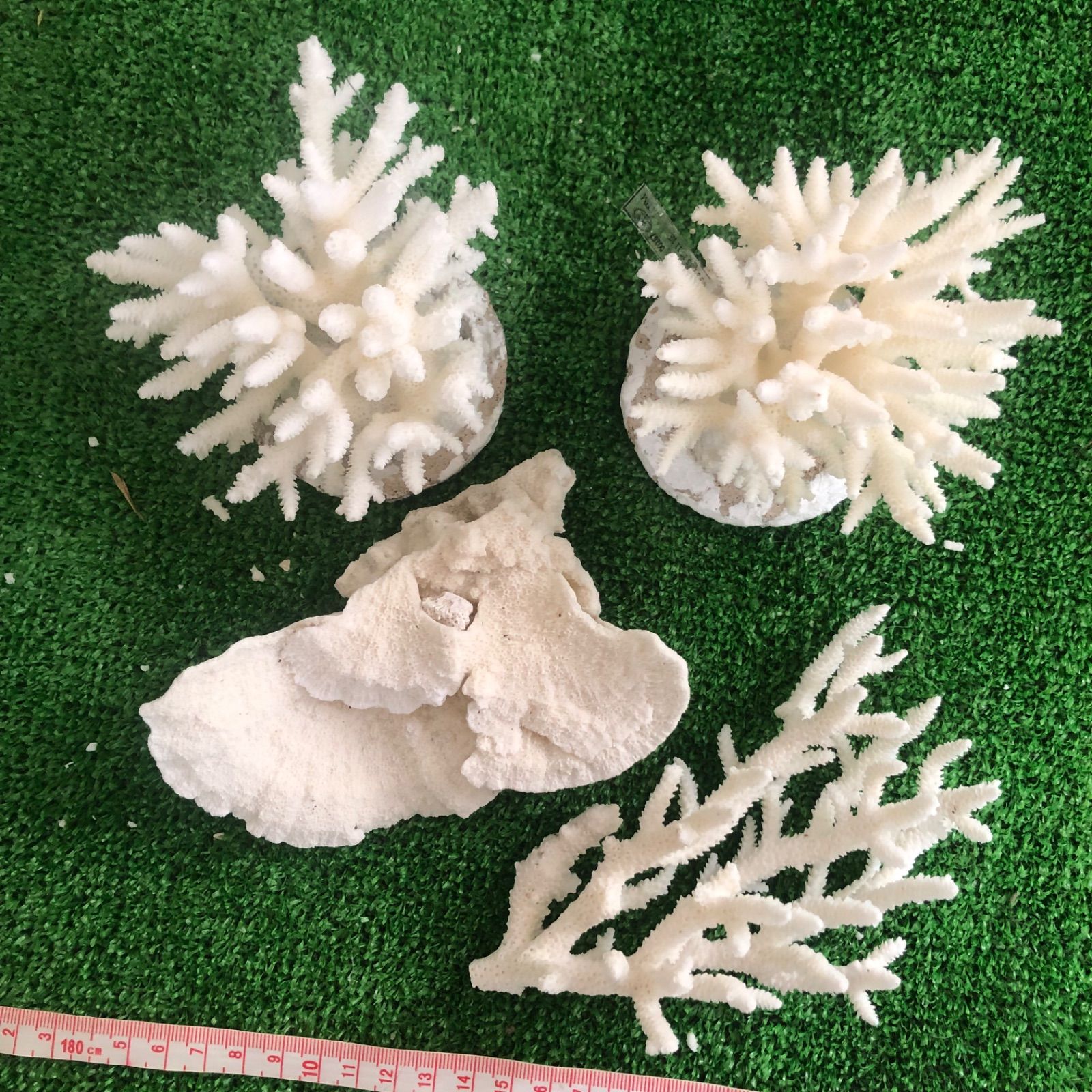 8 サンゴ 珊瑚 置物 飾りサンゴ 飾り 欠片 サンゴ礁 珊瑚礁 白珊瑚 