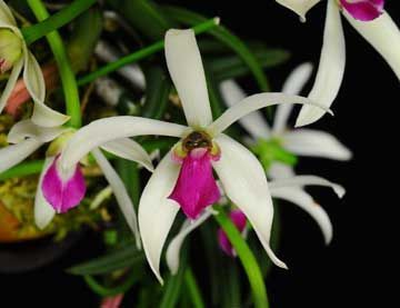 洋蘭カトレア原種 MS-597 C. bicolor green trilabero x self