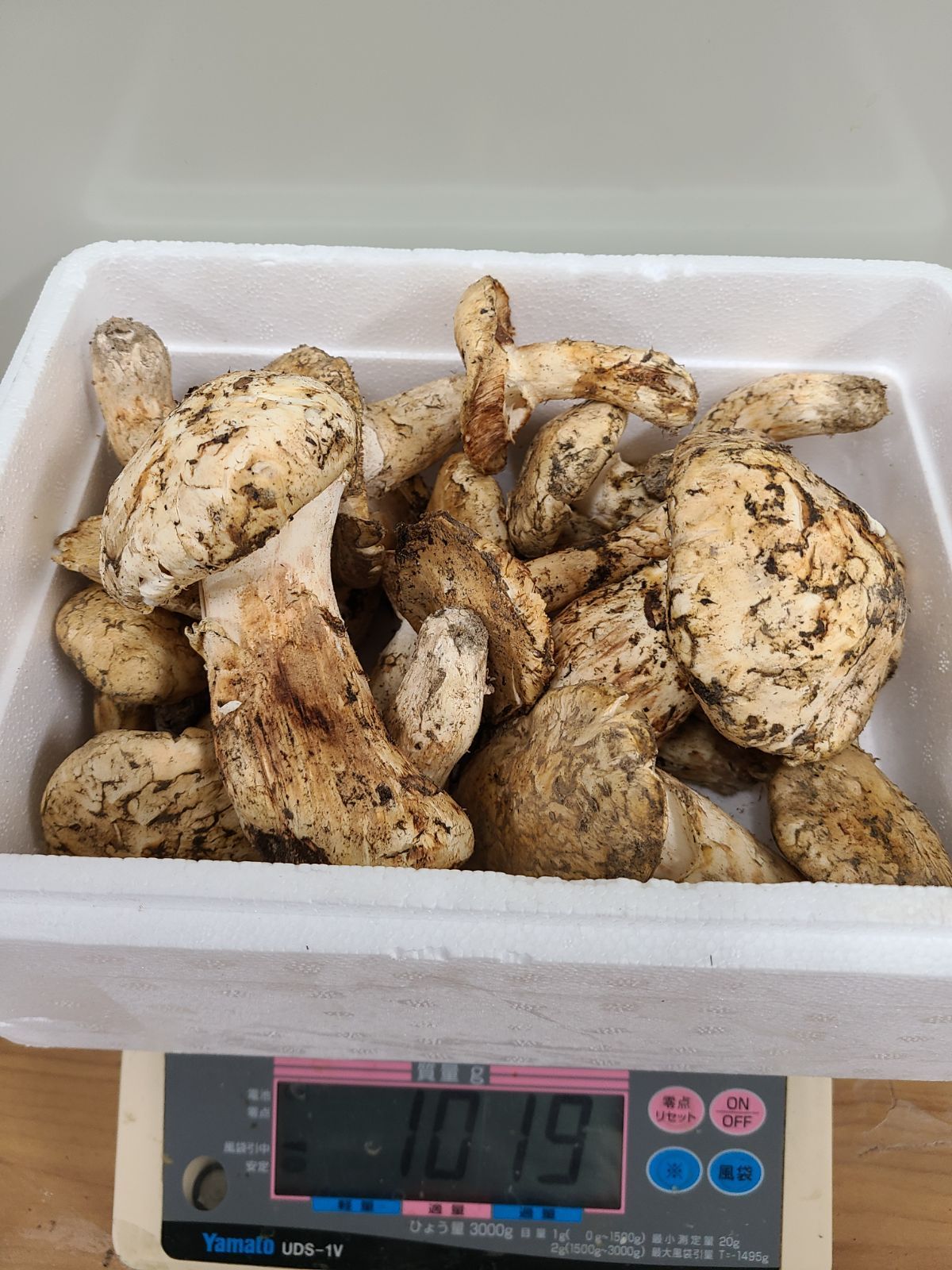 カナダ3L L大 開き 欠け 折れ 松茸 約1kg前後 15 20本